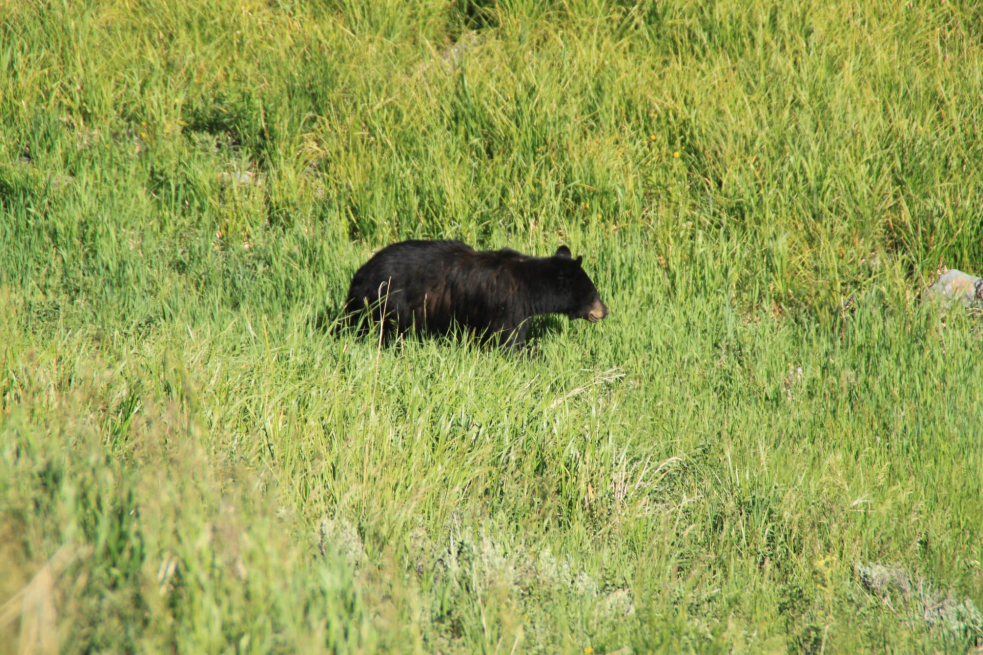 Kids Love Travel: Yellowstone with kids