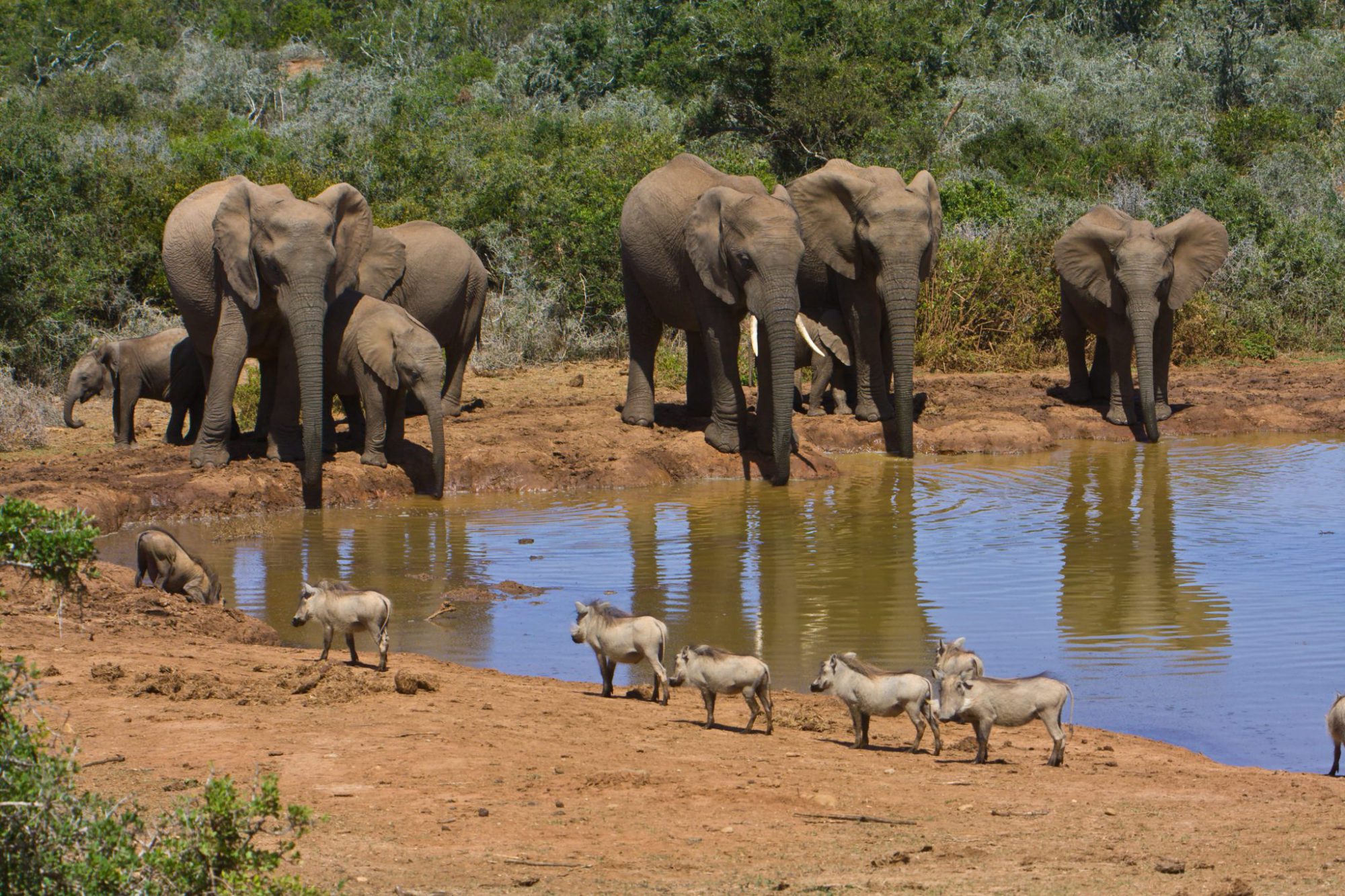 Kids Love Travel: Zuid Afrika