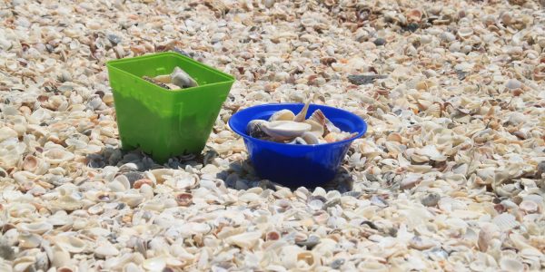 Kids love travel: sanibel island met kinderen