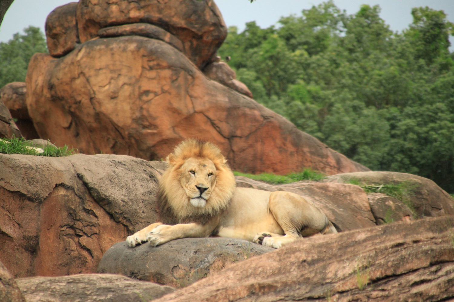 Campervakantie met kinderen, onze laatste dagen in Animal Kingdom & Epcot