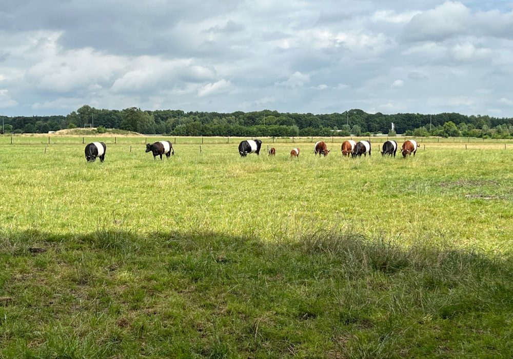 Kids Love Travel: boerderij Farmcamps