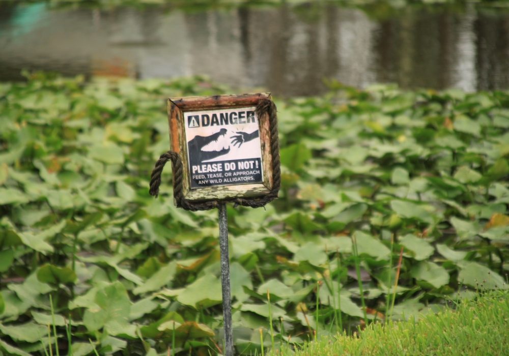 Kids Love Travel: Everglades