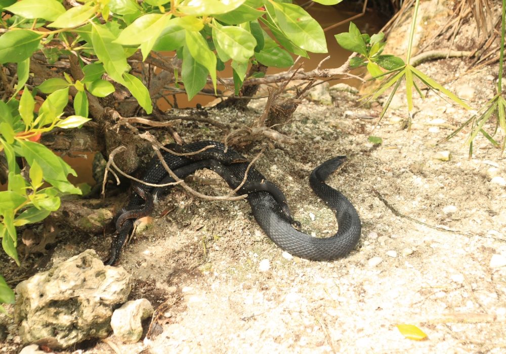 Kids Love Travel: Everglades